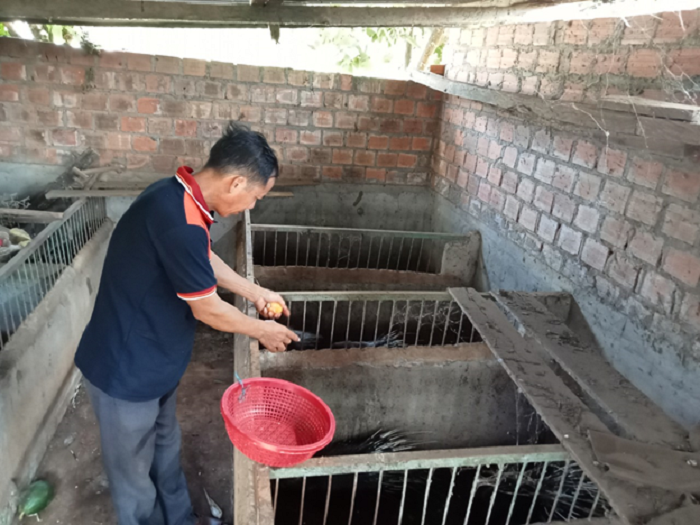 Lam giau tu trong trot và chan nuoi heo rung lai 2